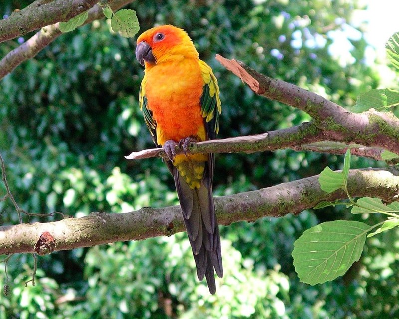 Aratinga solstitialis