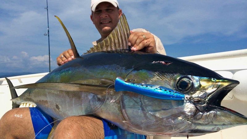 Тунец Yellowfin
