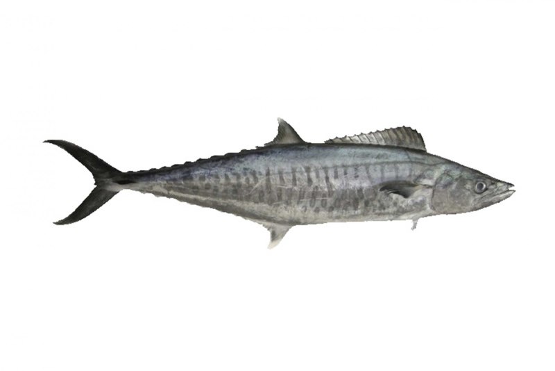 Scomberomorus Commerson