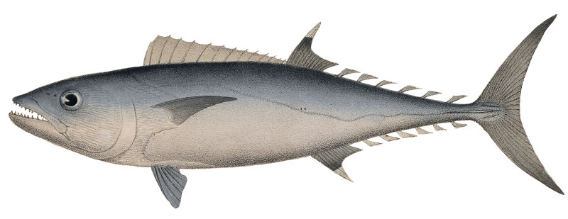 Orcynopsis Unicolor
