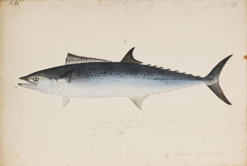 Scomberomorus niphonius