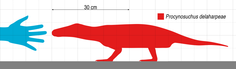 Procynosuchus delaharpeae