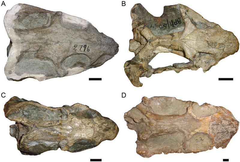 Kannemeyeria Simocephalus