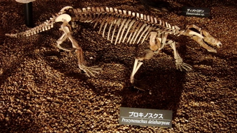 Procynosuchus delaharpeae