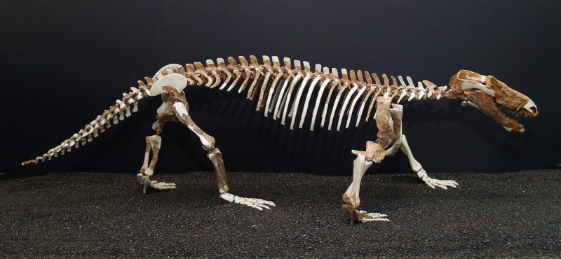 Procynosuchus viadimiriensis