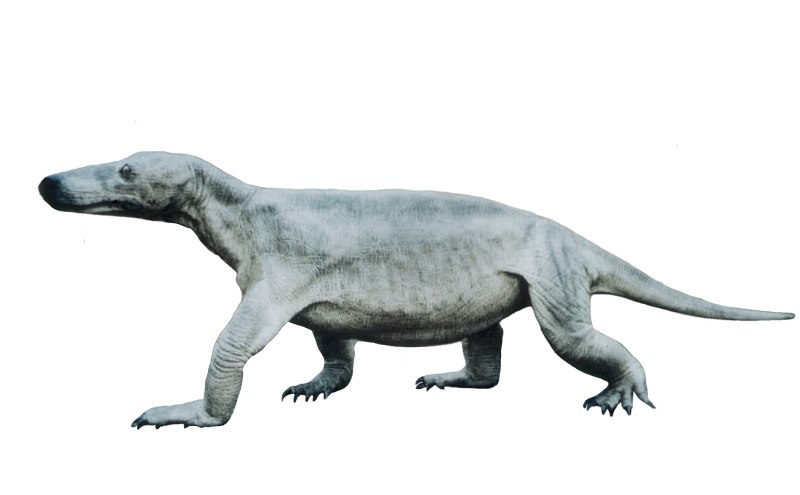 Procynosuchus viadimiriensis