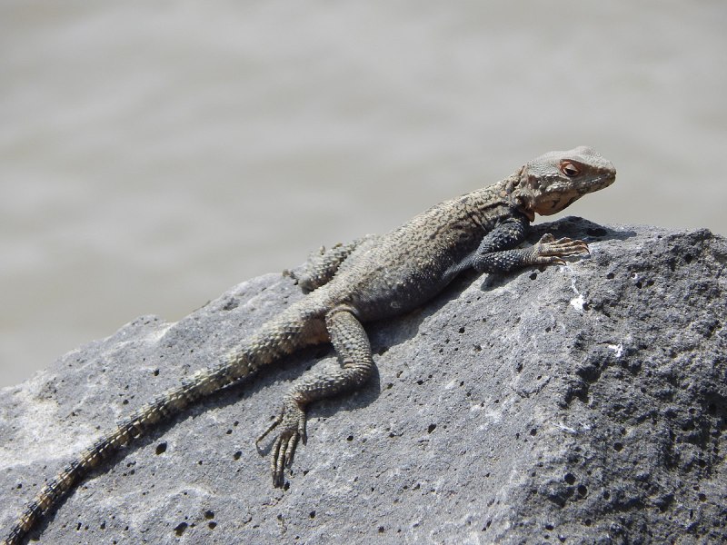 Laudakia Caucasia
