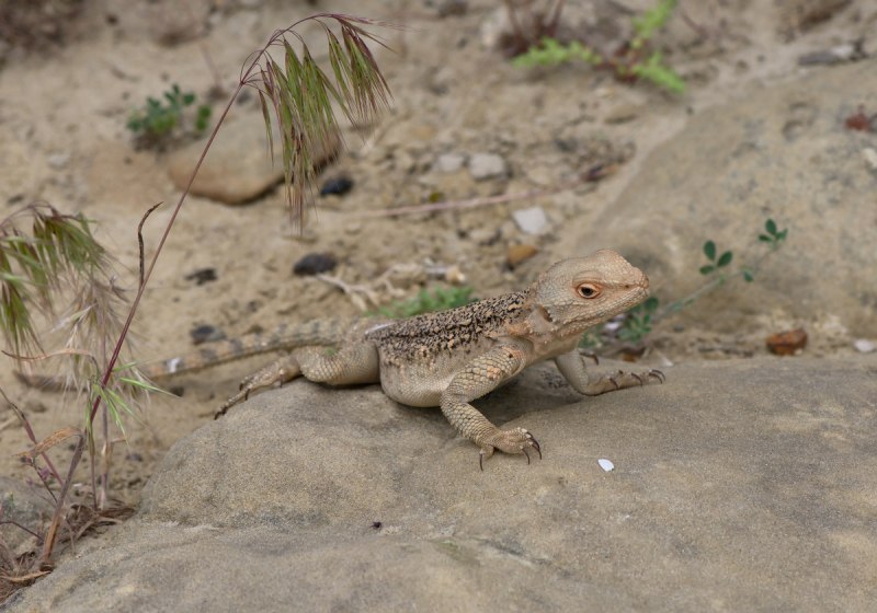 Laudakia Caucasia