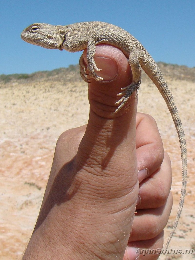 Trapelus sanguinolentus