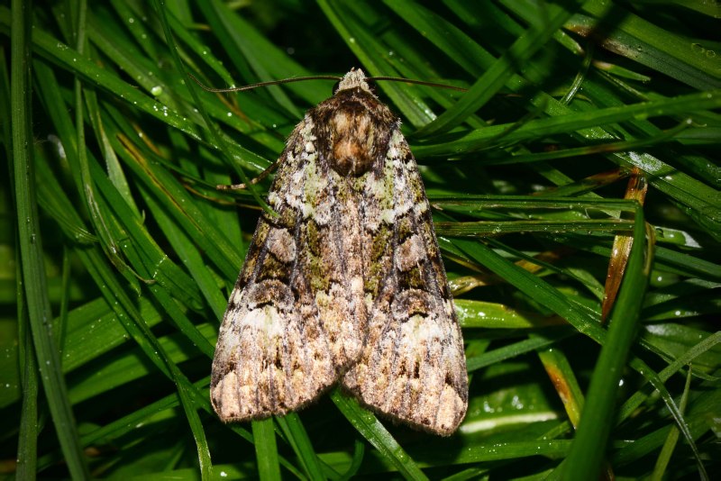 Anaplectoides prasina
