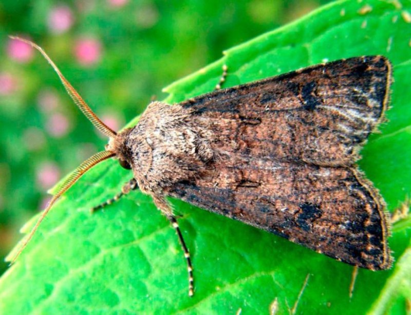 Agrotis segetum гусеница