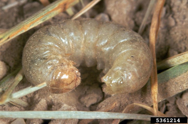 Озимая совка (Agrotis segetum),