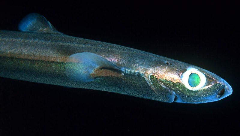 Карликовая акула (Euprotomicrus bispinatus)