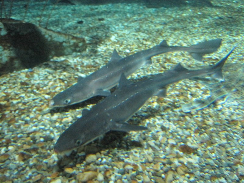 Катран акула черного моря