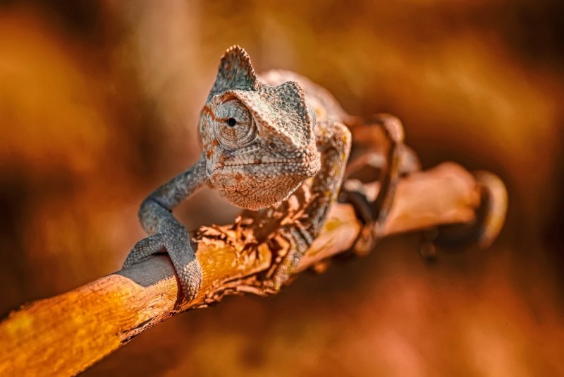 Ящерица с короной