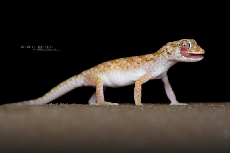 Stenodactylus Stenodactylus