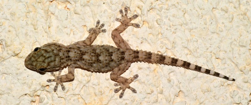 Tarentola mauritanica