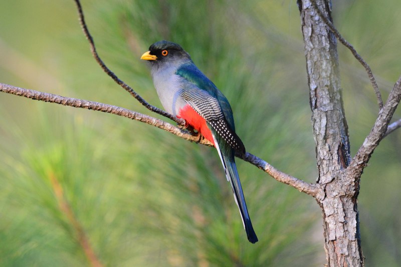 Hispaniolan Trogon