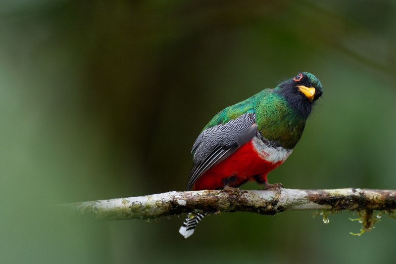 Trogon personatus