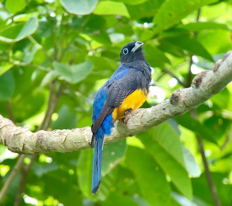 Trogon citreolus