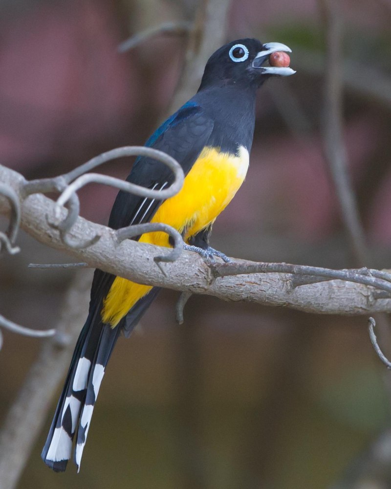 Trogon melanocephalus