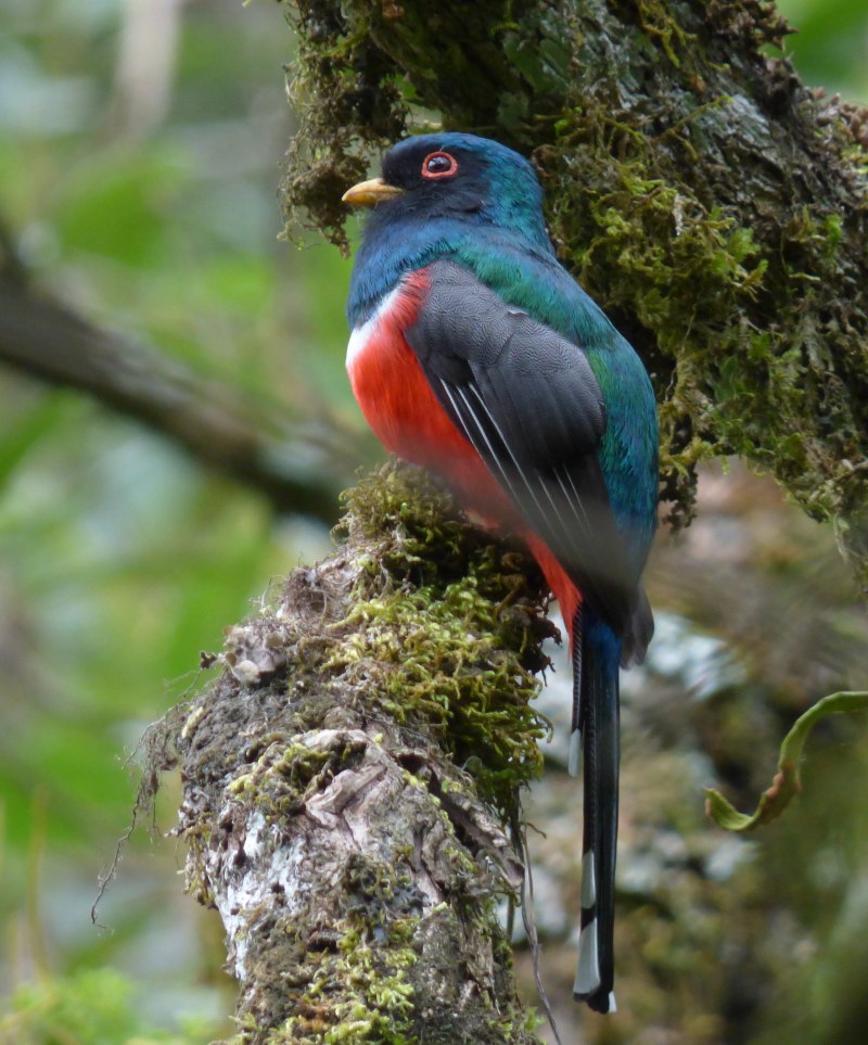 Trogon personatus