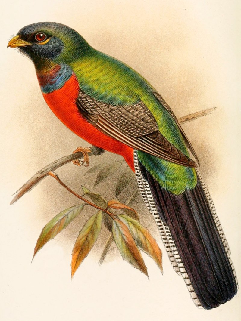 Trogon melanocephalus
