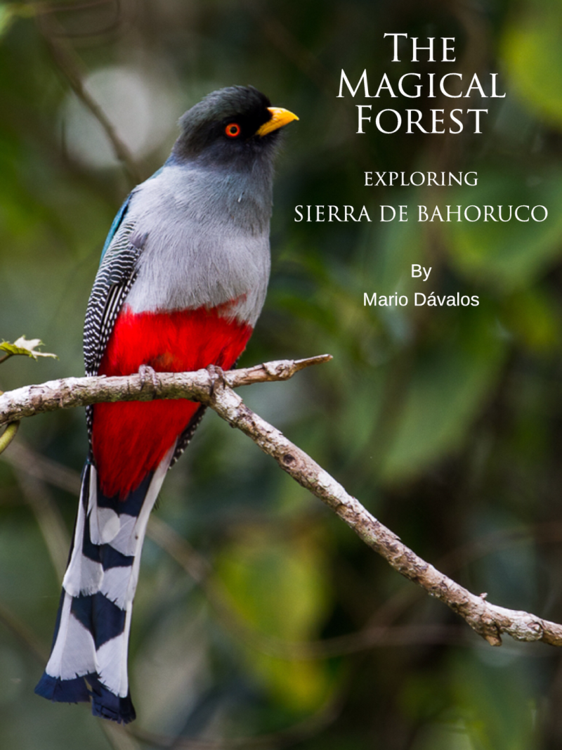 Hispaniolan Trogon