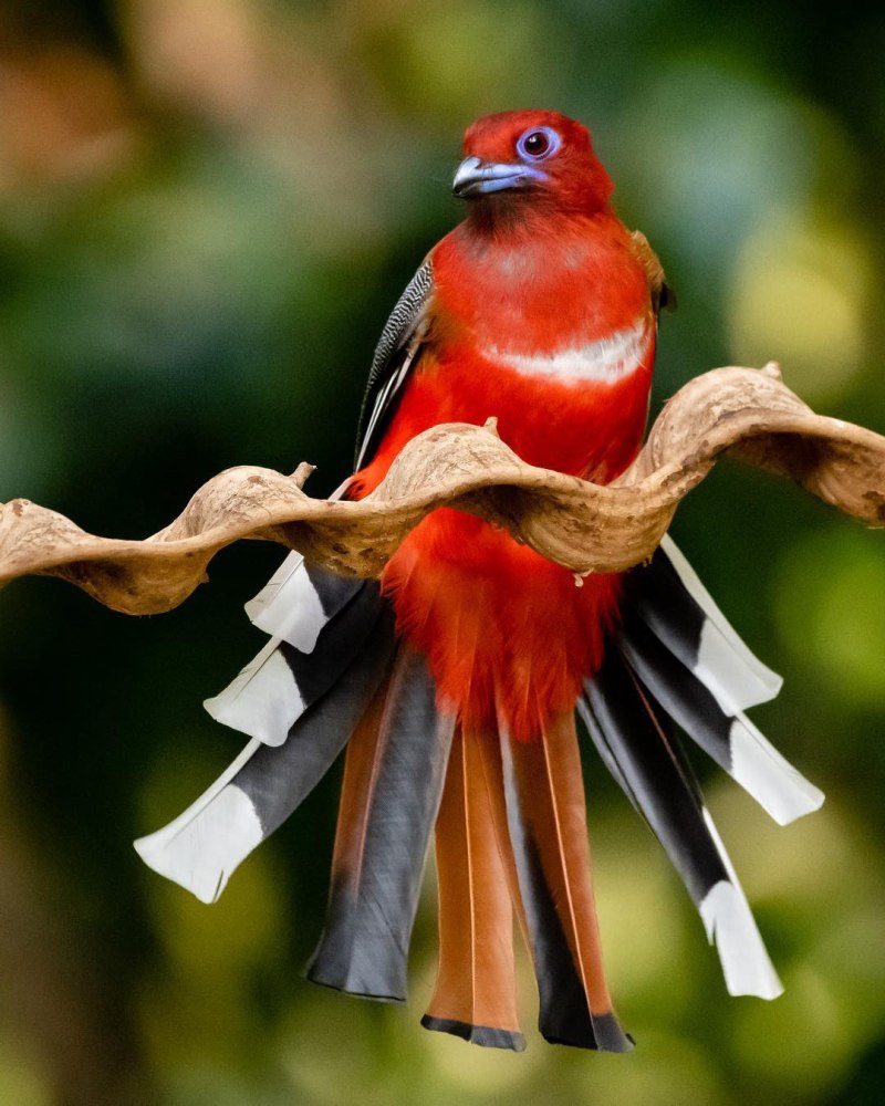 HARPACTES erythrocephalus