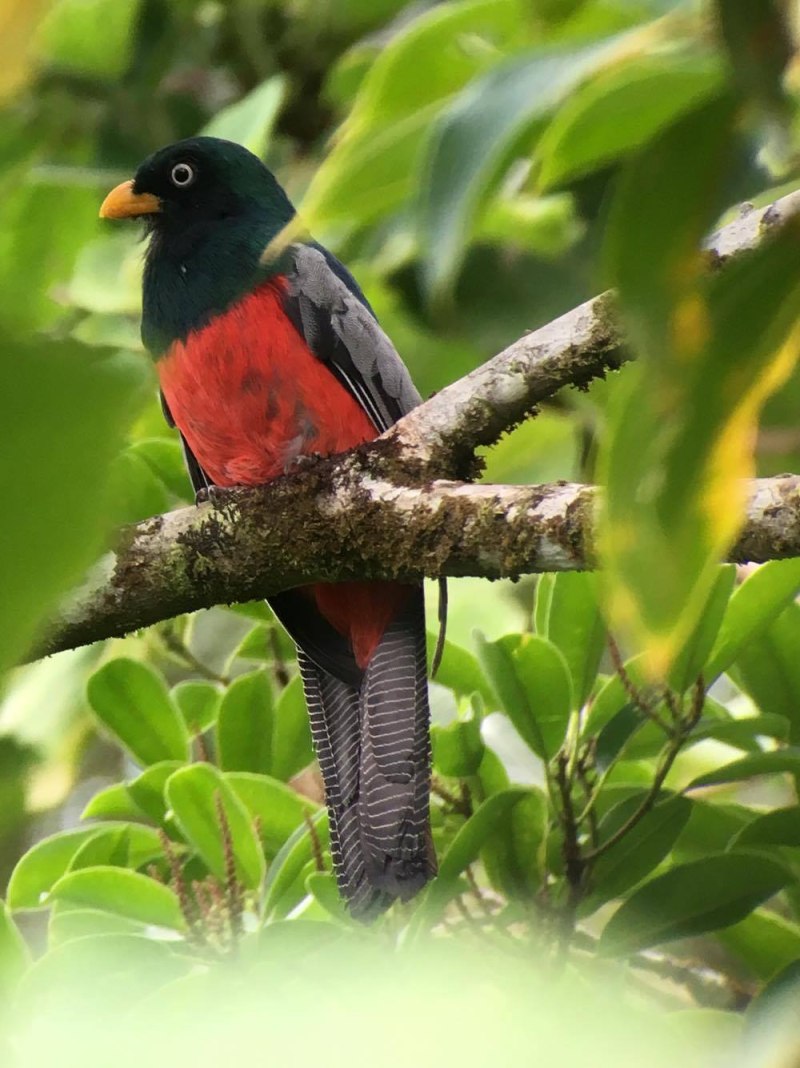 Trogon clathratus