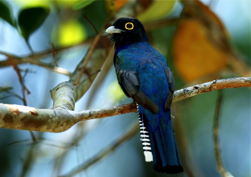 Trogon violaceus