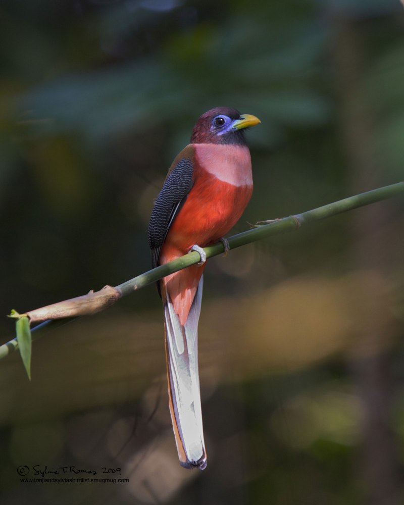 Trogon bairdii