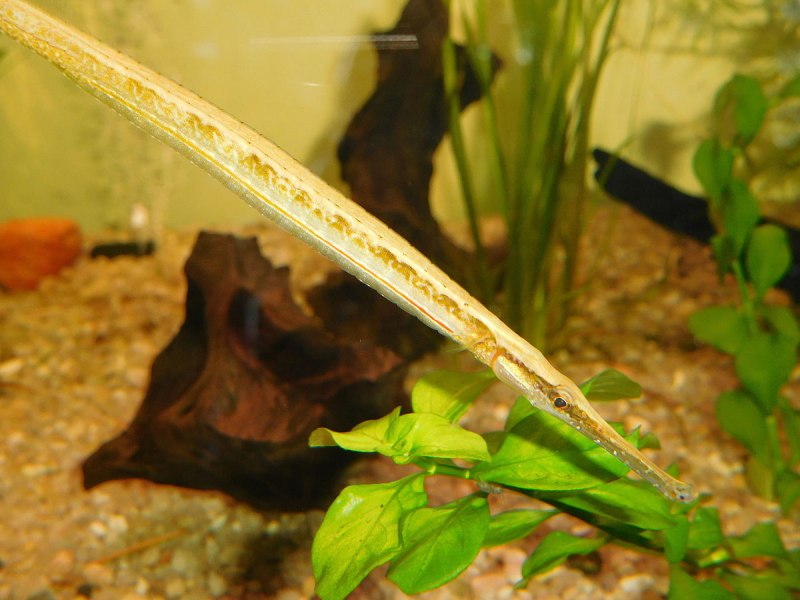 Microphis brachyurus