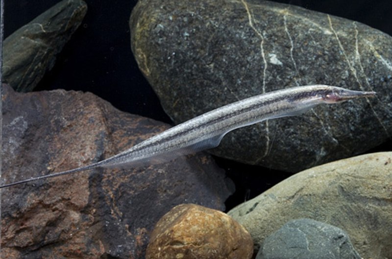 Steatogenys SP