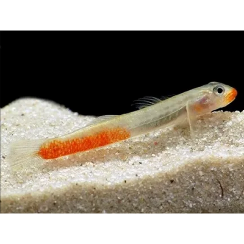 Sicyopus rubicundus