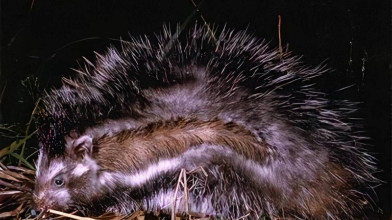 Lophiomys imhausi