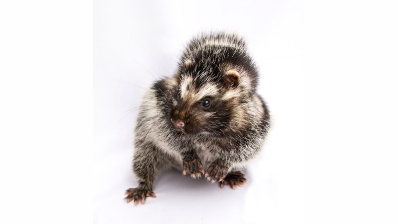 Lophiomys imhausi