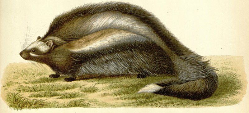 Lophiomys imhausi