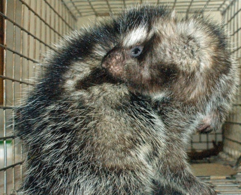 Lophiomys imhausi