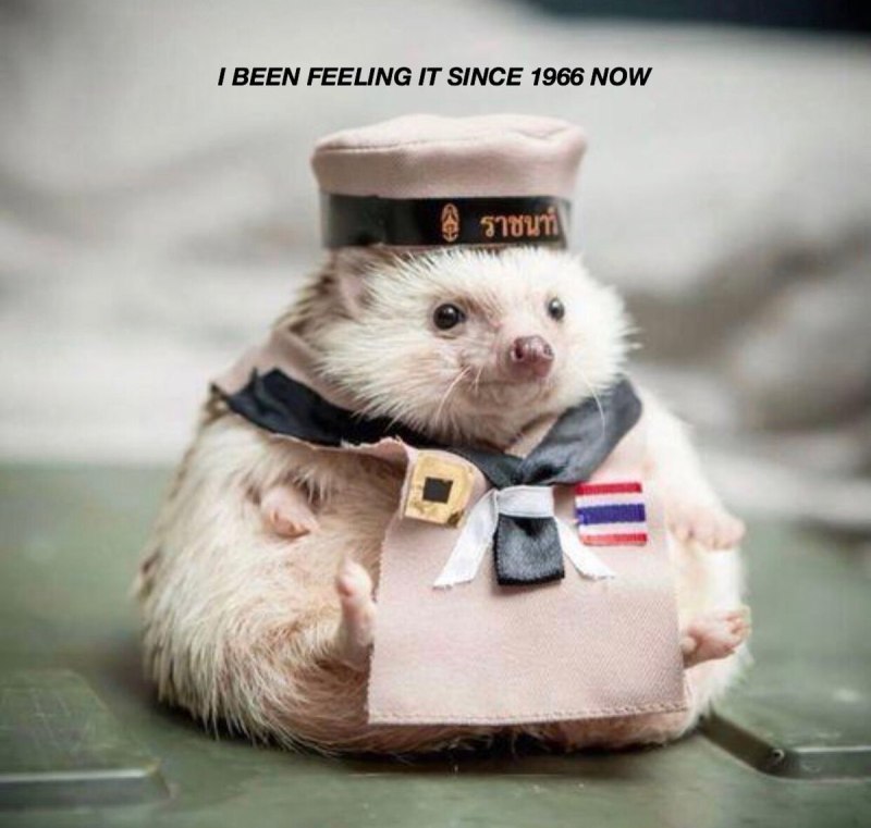 Ежик в военной форме
