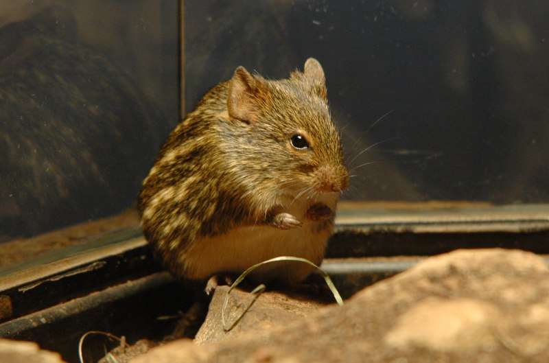 Lemniscomys striatus