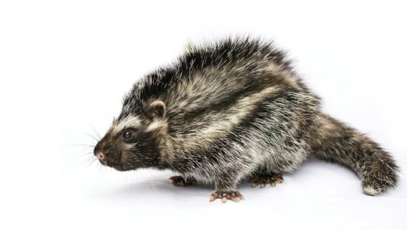Lophiomys imhausi