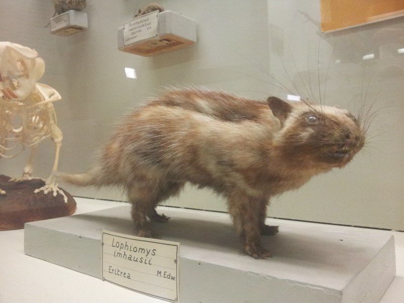 Механизм демонстрации у грызуна (Lophiomys ibeanus)