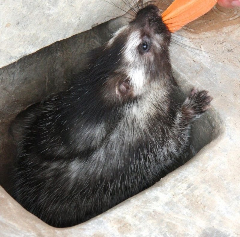 Lophiomys imhausi
