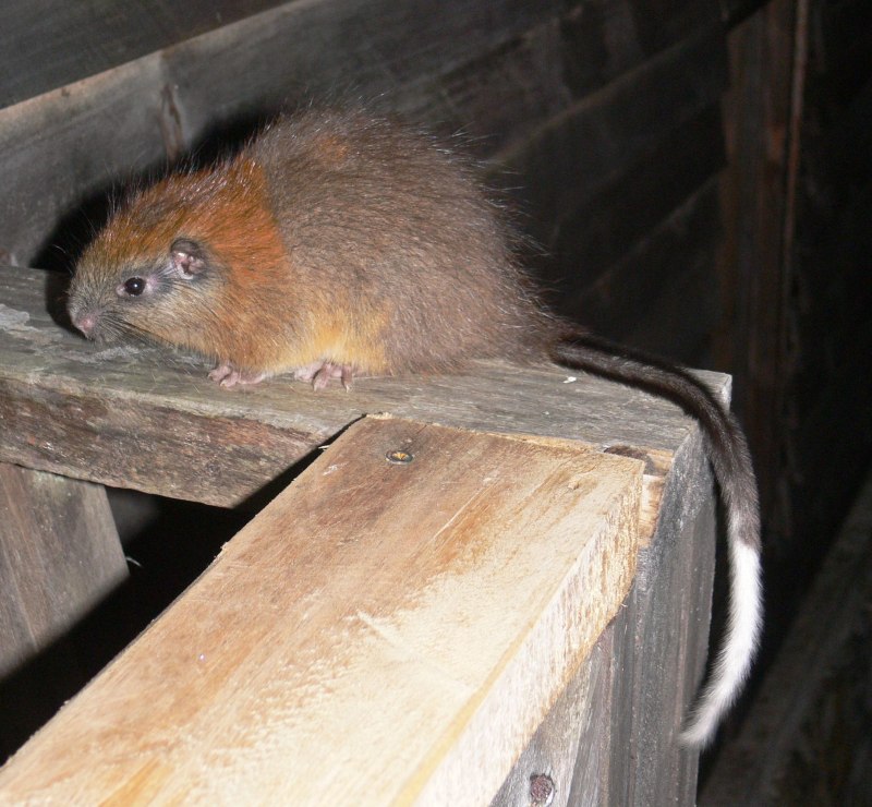 Santamartamys rufodorsalis