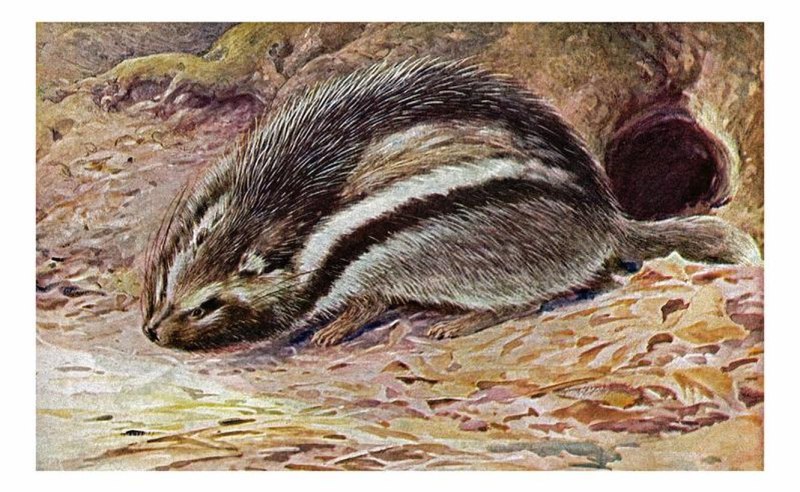 Lophiomys imhausi