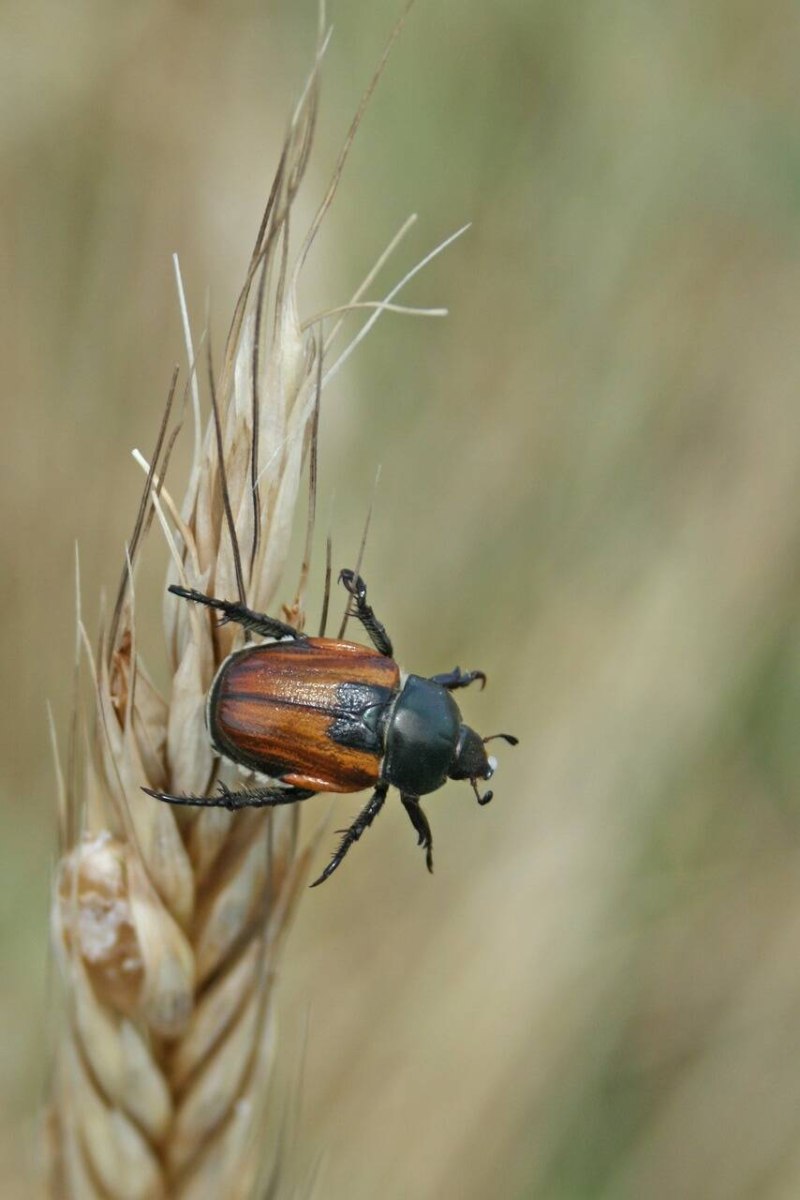 Хлебный Жук (Anisoplia austriaca)