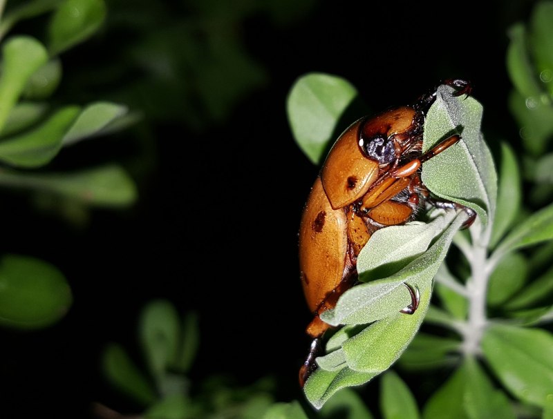 Pelidnota punctata