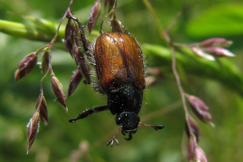Жук Phyllopertha horticola