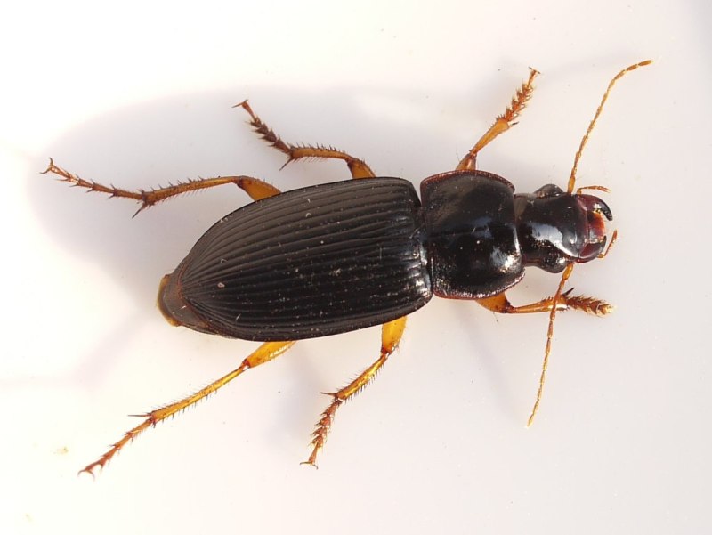 Жук Harpalus calceatus